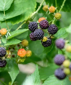 Black Raspberry Seeds - Rubus Leucodermis Fruit Bush Vine Seeds - 50 Count - Image 4