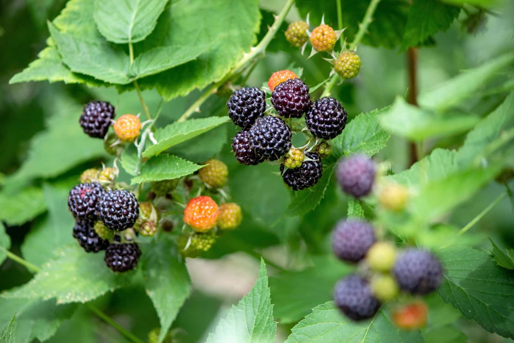 Black Raspberry Seeds - Rubus Leucodermis Fruit Bush Vine Seeds - 50 Count - Image 4