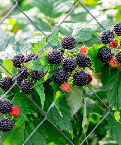 Black Raspberry Seeds - Rubus Leucodermis Fruit Bush Vine Seeds - 50 Count - Image 5