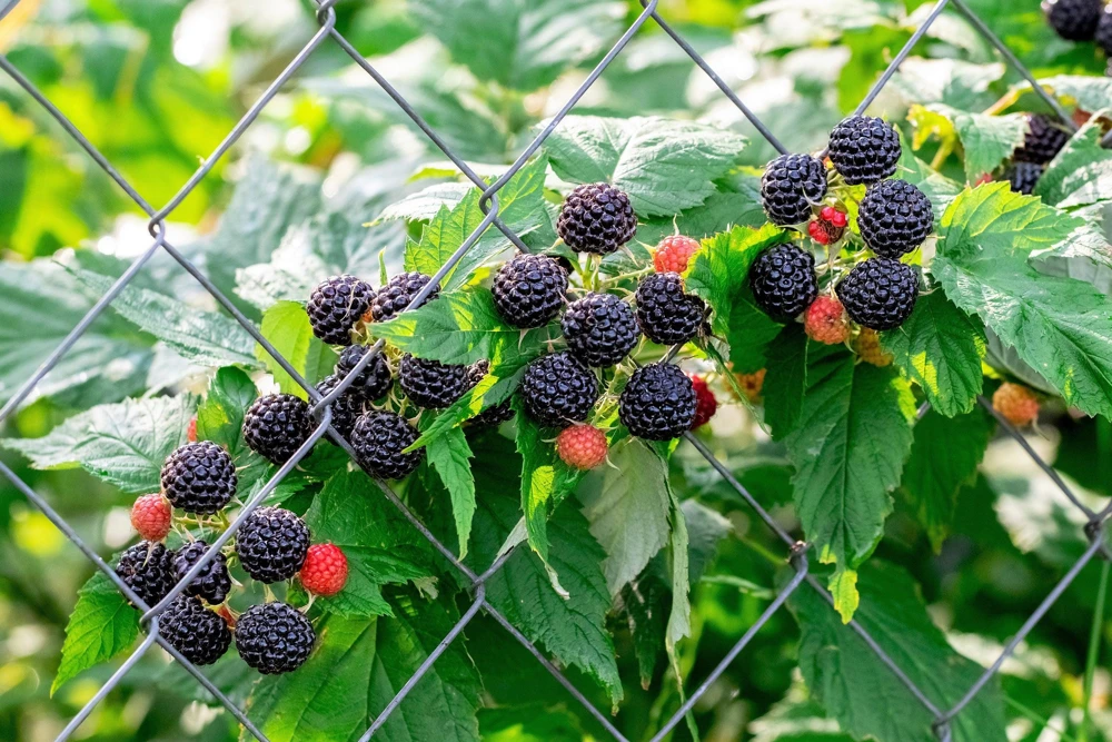 Black Raspberry Seeds - Rubus Leucodermis Fruit Bush Vine Seeds - 50 Count - Image 5