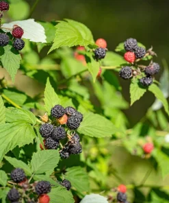 Black Raspberry Seeds - Rubus Leucodermis Fruit Bush Vine Seeds - 50 Count - Image 6