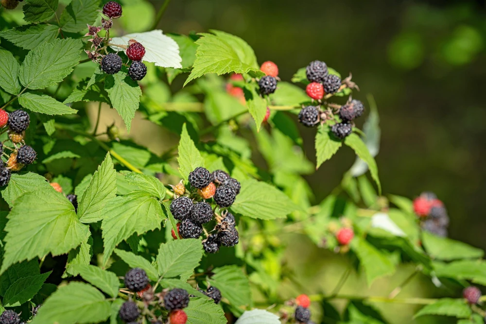 Black Raspberry Seeds - Rubus Leucodermis Fruit Bush Vine Seeds - 50 Count - Image 6