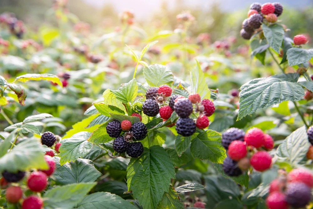 Black Raspberry Seeds - Rubus Leucodermis Fruit Bush Vine Seeds - 50 Count - Image 7