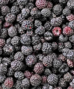 Black Raspberry Seeds - Rubus Leucodermis Fruit Bush Vine Seeds - 50 Count - Image 8