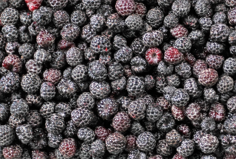 Black Raspberry Seeds - Rubus Leucodermis Fruit Bush Vine Seeds - 50 Count - Image 8