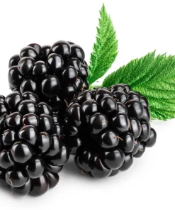 Black Raspberry Seeds - Rubus Leucodermis Fruit Bush Vine Seeds - 50 Count - Image 9