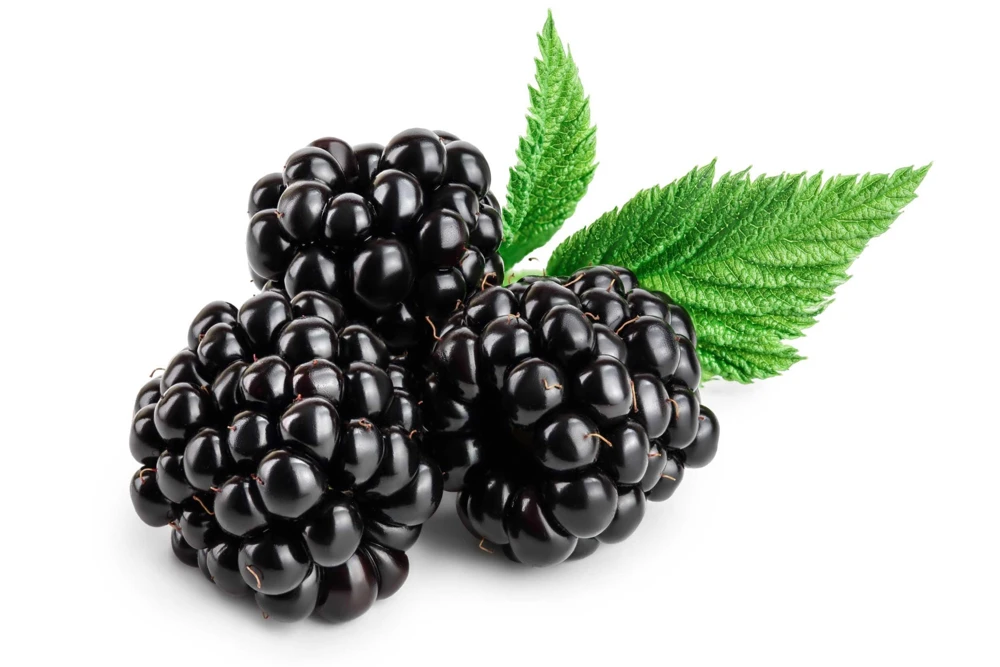 Black Raspberry Seeds - Rubus Leucodermis Fruit Bush Vine Seeds - 50 Count - Image 9