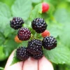 Black Raspberry Seeds - Rubus Leucodermis Fruit Bush Vine Seeds - 50 Count - Image 1