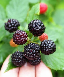 Black Raspberry Seeds - Rubus Leucodermis Fruit Bush Vine Seeds - 50 Count - Image 1