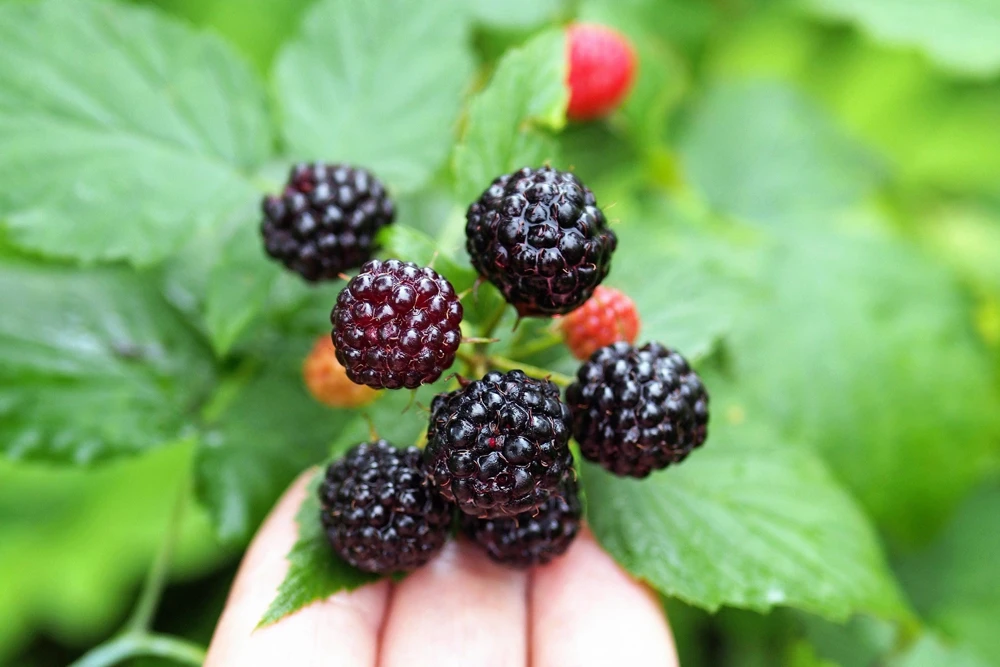 Black Raspberry Seeds - Rubus Leucodermis Fruit Bush Vine Seeds - 50 Count - Image 1