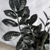Black Raven ZZ Plant Live - Medium Size Potted Houseplant, Air Purifying - Image 1