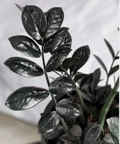 Black Raven ZZ Plant Live - Medium Size Potted Houseplant, Air Purifying - Image 1