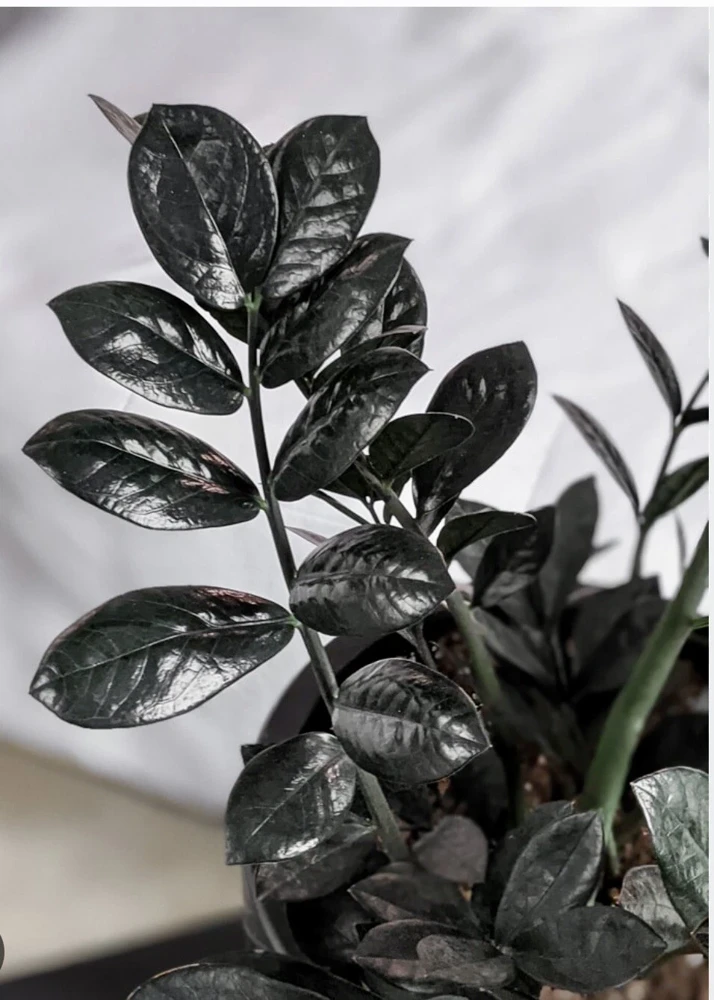 Black Raven ZZ Plant Live - Medium Size Potted Houseplant, Air Purifying - Image 1