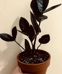 Black Raven ZZ Plant Live - Medium Size Potted Houseplant, Air Purifying - Image 2