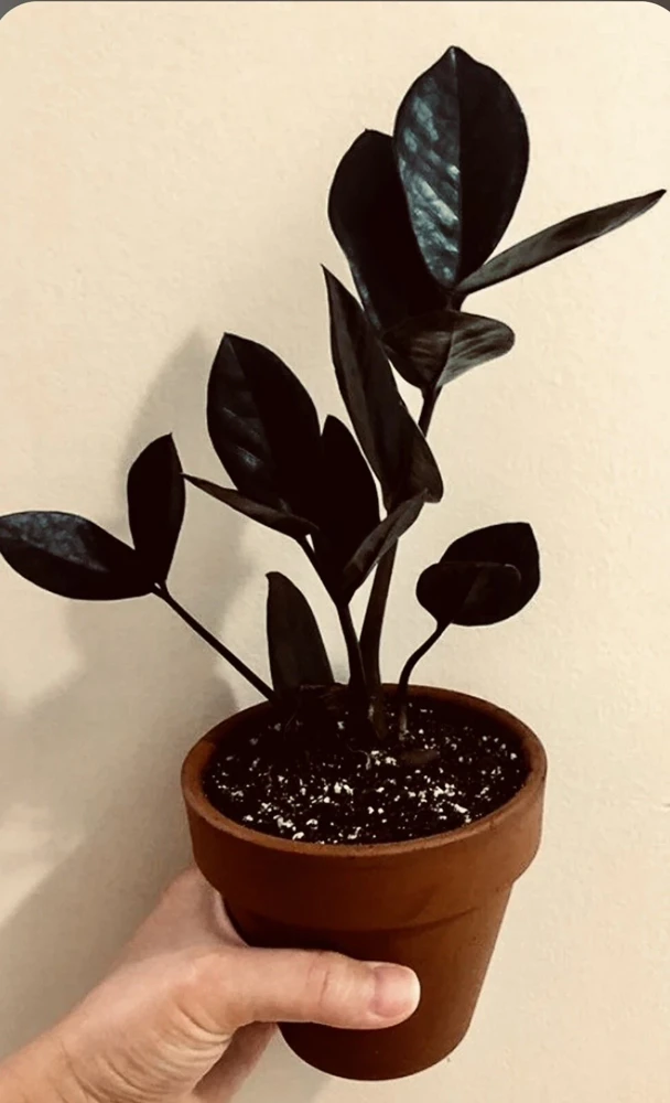 Black Raven ZZ Plant Live - Medium Size Potted Houseplant, Air Purifying - Image 2