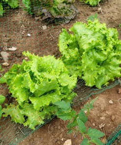 Black Seeded Simpson Leaf Lettuce Seeds - 3000 Count - Light Green Heirloom - Image 4