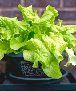 Black Seeded Simpson Leaf Lettuce Seeds - 3000 Count - Light Green Heirloom - Image 5