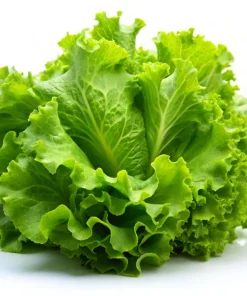 Black Seeded Simpson Leaf Lettuce Seeds - 3000 Count - Light Green Heirloom - Image 8