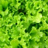 Black Seeded Simpson Leaf Lettuce Seeds - 3000 Count - Light Green Heirloom - Image 1