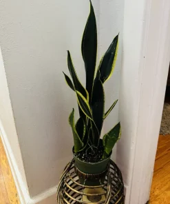 Black Snake Plant Live Plant - Elegant Indoor Houseplant - Image 3