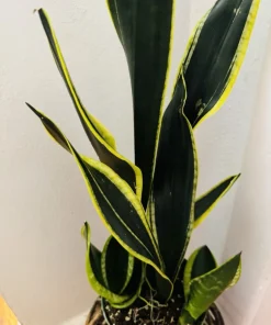 Black Snake Plant Live Plant - Elegant Indoor Houseplant - Image 1