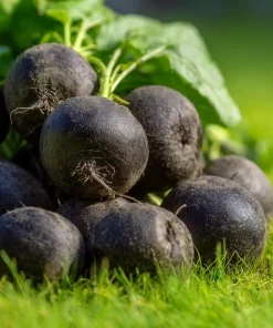 Black Spanish Round Radish Seeds - 250 Heirloom Winter Radishes for Crisp, Spicy Flavor - Image 1