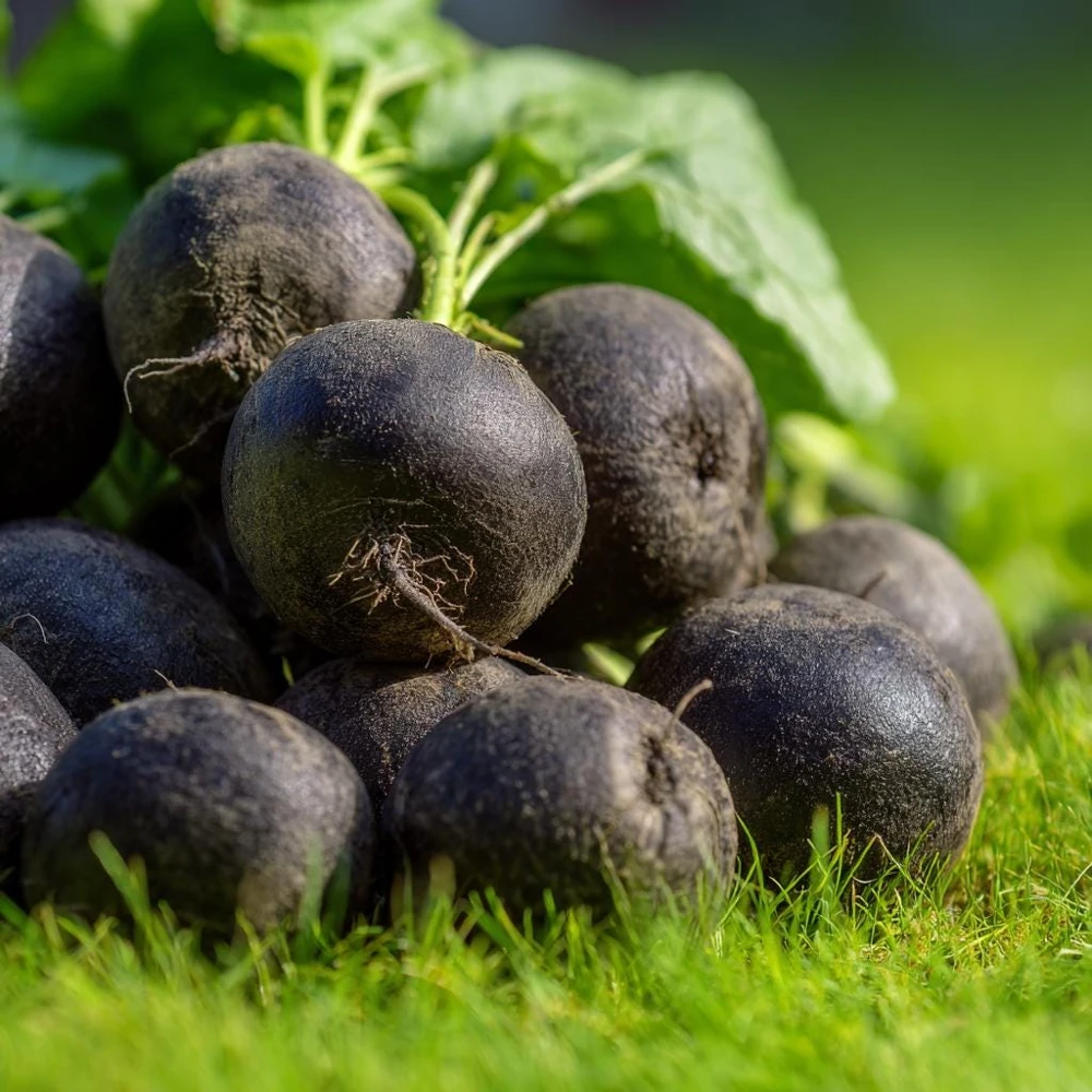 Black Spanish Round Radish Seeds - 250 Heirloom Winter Radishes for Crisp, Spicy Flavor - Image 1