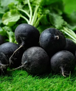 Black Spanish Round Radish Seeds - 250 Heirloom Winter Radishes for Crisp, Spicy Flavor - Image 3