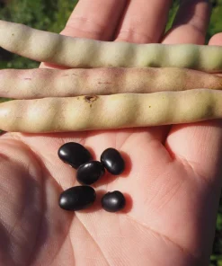 Black Turtle Bush Bean Seeds - 50 Black Bean Vegetable Seeds - Image 2