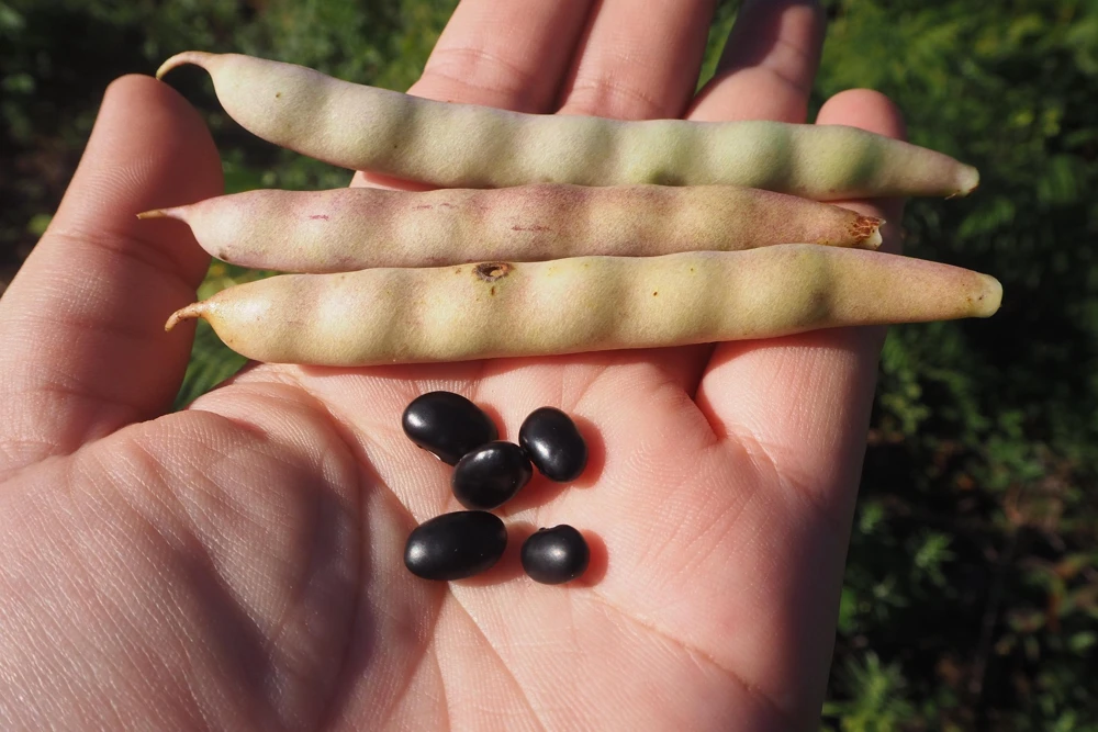 Black Turtle Bush Bean Seeds - 50 Black Bean Vegetable Seeds - Image 2
