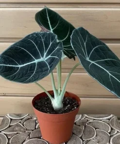 Black Velvet Alocasia Live Plant - 4-6 Inch Tall Indoor Elephant Ear - Image 2