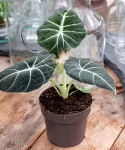 Black Velvet Alocasia Live Plant - 4-6 Inch Tall Indoor Elephant Ear - Image 3