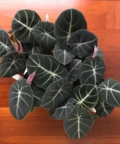 Black Velvet Alocasia Live Plant - 4-6 Inch Tall Indoor Elephant Ear - Image 5