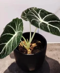 Black Velvet Alocasia Live Plant - 4-6 Inch Tall Indoor Elephant Ear - Image 6