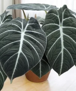 Black Velvet Alocasia Live Plant - 4-6 Inch Tall Indoor Elephant Ear - Image 1