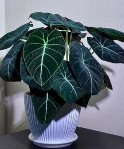 Black Velvet Alocasia Live Plant – Elephant Ear Indoor Houseplant – 4-6 Inch Tall - Image 2
