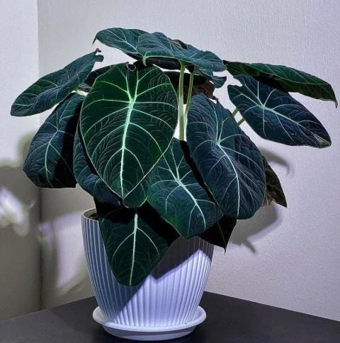 Black Velvet Alocasia Live Plant – Elephant Ear Indoor Houseplant – 4-6 Inch Tall - Image 2