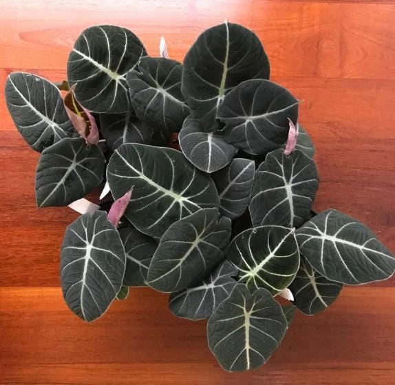 Black Velvet Alocasia Live Plant – Elephant Ear Indoor Houseplant – 4-6 Inch Tall - Image 3