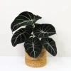 Black Velvet Alocasia Live Plant – Elephant Ear Indoor Houseplant – 4-6 Inch Tall - Image 1