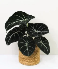 Black Velvet Alocasia Live Plant – Elephant Ear Indoor Houseplant – 4-6 Inch Tall - Image 1