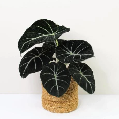 Black Velvet Alocasia Live Plant – Elephant Ear Indoor Houseplant – 4-6 Inch Tall - Image 1