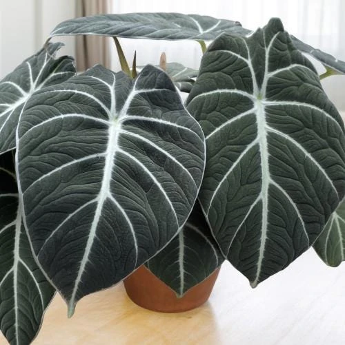Black Velvet Alocasia Live Plant – Elephant Ear Indoor Houseplant – 4-6 Inch Tall - Image 4