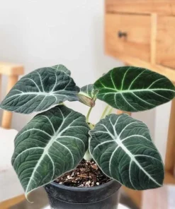 Black Velvet Alocasia Live Plant – Elephant Ear Indoor Houseplant – 4-6 Inch Tall - Image 5