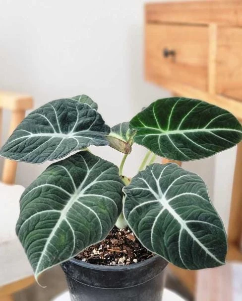 Black Velvet Alocasia Live Plant – Elephant Ear Indoor Houseplant – 4-6 Inch Tall - Image 5