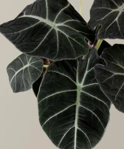 Black Velvet Alocasia Live Plant – Elephant Ear Indoor Houseplant – 4-6 Inch Tall - Image 6