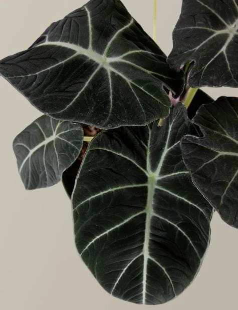 Black Velvet Alocasia Live Plant – Elephant Ear Indoor Houseplant – 4-6 Inch Tall - Image 6