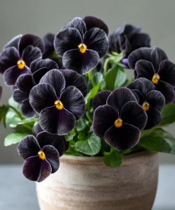 Black Viola Seeds - 25 Seed Pack, Velvet Purple Blooms, Compact Sorbet Series - Image 2