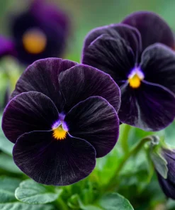 Black Viola Seeds - 25 Seed Pack, Velvet Purple Blooms, Compact Sorbet Series - Image 3
