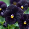 Black Viola Seeds - 25 Seed Pack, Velvet Purple Blooms, Compact Sorbet Series - Image 1
