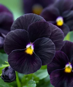 Black Viola Seeds - 25 Seed Pack, Velvet Purple Blooms, Compact Sorbet Series - Image 1